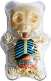 Gummi Bear Skeleton Anatomy Model