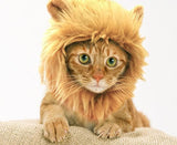 Lion Cat Costume